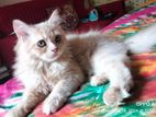 Pure persian cat (kitten)