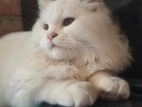 pure persian cat male 3 coat er