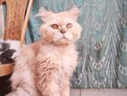 Pure Persian Cat Male