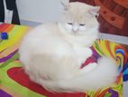 Pure Persian Cat Male Adult