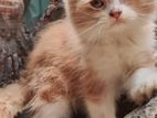 Pure Persian Cat Male
