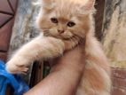 Pure Persian Cat Male