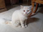 Pure Persian Cat Male