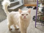 Pure Persian Cat MALE