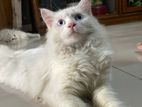 Pure Persian Cat (Male)