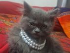 Pure Persian Cat Male
