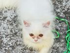 pure Persian cat male