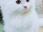 Pure Persian cat (MALE)