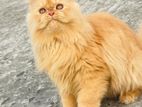 pure Persian cat male