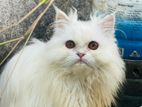 pure Persian cat male