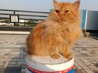 Pure Persian cat (male)