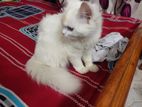 Pure Persian Cat (Male)
