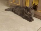 pure persian cat male kitten for sell
