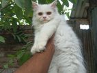 Pure Persian Cat Onik Valo Jat Er