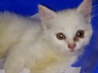 Pure Persian Cat Sell