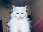 Pure Persian Cat Sell