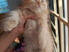 Pure Persian cat sell