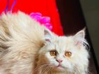 Pure persian cat sell