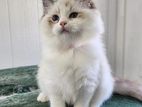 pure persian cat sell