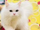 Pure persian cat sell hobe