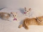 Pure persian cat sell hobe