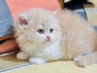 pure persian cat sell hobe