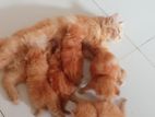 Pure Persian Cat sell korbo.