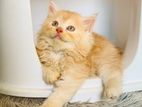 Pure Persian Cat (Triple Coated Female kitten)