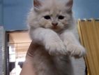 Pure Persian Cat triple Court