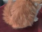 Pure Persian Cat Tripol Coat