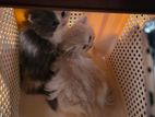 Pure Persian Cat(long Hair)
