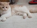 Pure Persian Cat(long Hair)