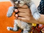 Pure Persian cats
