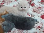Pure Persian Cats sell