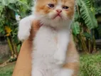 Pure Persian Doll Face Cat