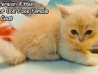 Pure Persian Doll Face kitten