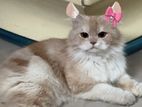 pure persian doll face male cat