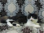 Pure Persian Dollface Cat