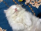 Pure Persian Dollface