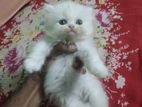 pure persian femail cat