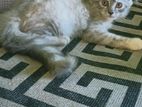 Pure Persian Female Baby