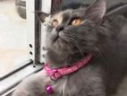 Pure Persian Female cat 1yr