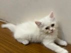 Pure Persian female cat