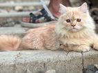 Pure Persian Female Cat