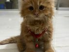 pure persian female cat