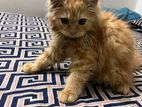 pure persian female cat