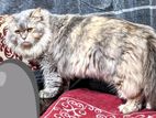 pure persian female cat for sell