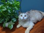 Pure Persian Female Cat