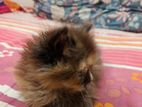 Pure Persian Female Cat