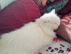 Pure Persian Female Cat